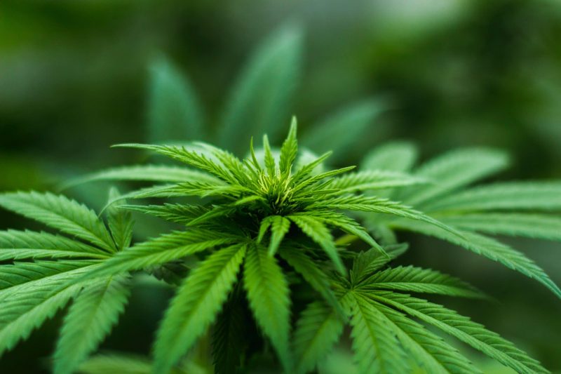 Planta marihuana Planta marihuana
