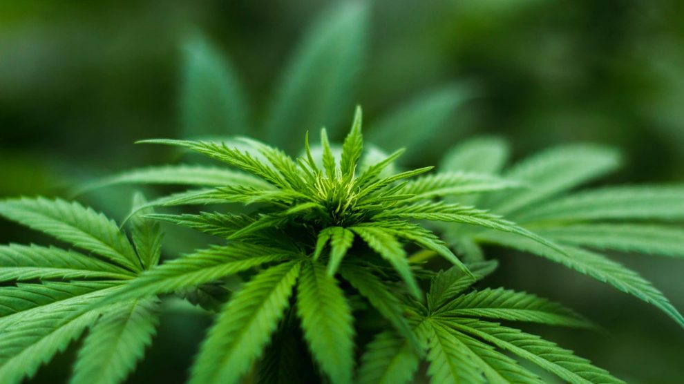 Planta marihuana