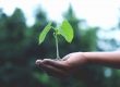 Planta