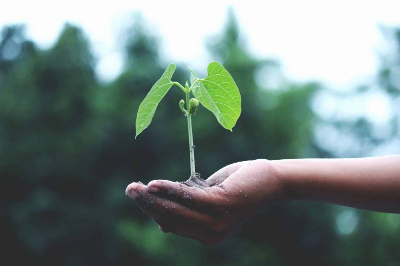 Planta Planta