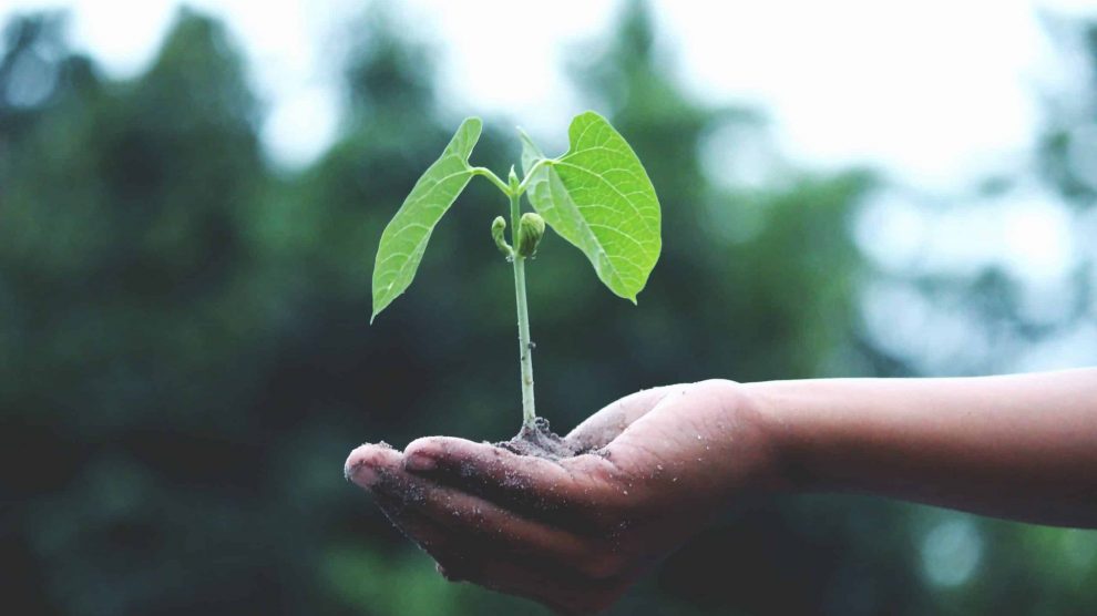 Planta